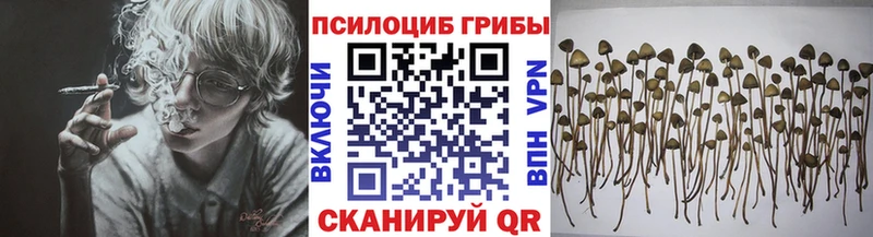Псилоцибиновые грибы Psilocybe Рыбное